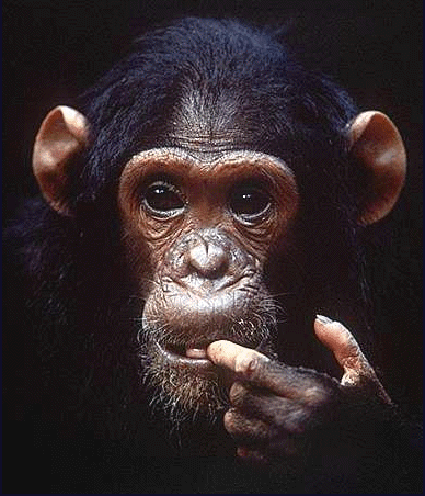 Chimp_nail.gif (107827 bytes)